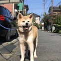 とっても穏やかなシニアの秋田犬、歌ちゃん