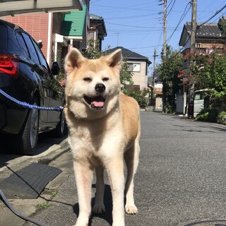 とっても穏やかなシニアの秋田犬、歌ちゃん