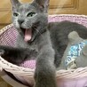 ロシアンブルー似のルナ一 サムネイル2