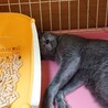 ロシアンブルー似のルナ一 サムネイル3
