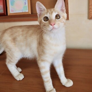 元気いっぱい！愛嬌のあるかわいい男の子