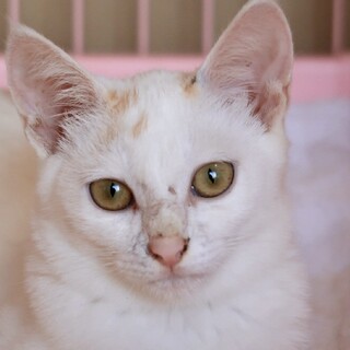 仕草がかわいい！大和撫子な三毛猫ちゃん