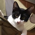 元気なハチワレ