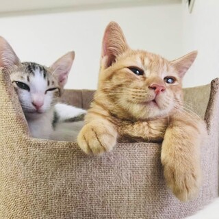 【仲良しペア】キジ白おとちゃんと茶トラちゃちゃくん