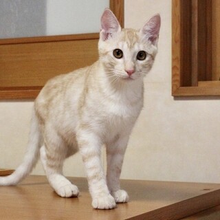 つぶらな瞳、愛嬌たっぷりの男の子！