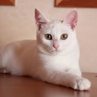 小柄なおてんば三毛ちゃん♪