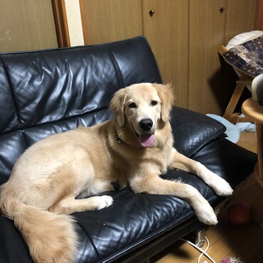少し早いけど、6ヶ月検診⁽⁽◝( ˙ ꒳ ˙ )◜⁾⁾ 体重29.2kg (|||O⌓O;)  成犬並の体重を越えちゃった∑(Ò⌓ Ólll)マジか…。