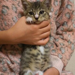 子猫オス、里親募集中！