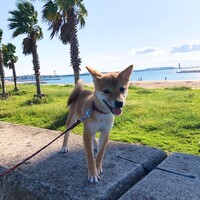 もも