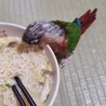 Masa16