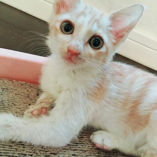 約二ヶ月 美男子マロン君