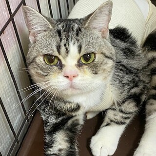 ｱﾒショーとﾏﾝﾁｶﾝMixのルパン君