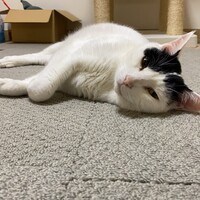 レオ