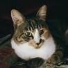 人なつこくてかわいい三毛猫です サムネイル5