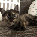 生まれて1ヶ月半の子猫　里親募集！