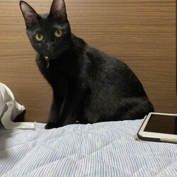 「てっちゃん、猫の自主性に全て委ねる」サムネイル1