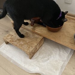 「てっちゃん、猫の自主性に全て委ねる」サムネイル2