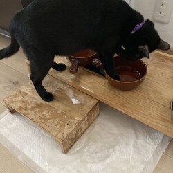 「てっちゃん、猫の自主性に全て委ねる」サムネイル3