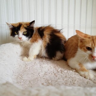不愛想だけど超美猫の仲良し兄弟です。