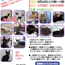 保護猫の譲渡会