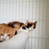 不愛想だけど超美猫の仲良し兄弟です。 サムネイル4