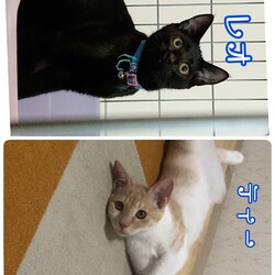 保護猫の譲渡会 サムネイル2