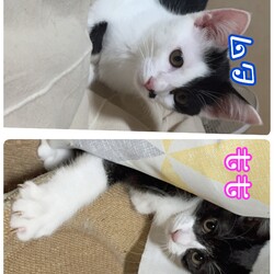 保護猫の譲渡会 サムネイル3