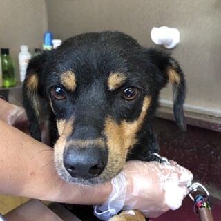 この子を助けてください。