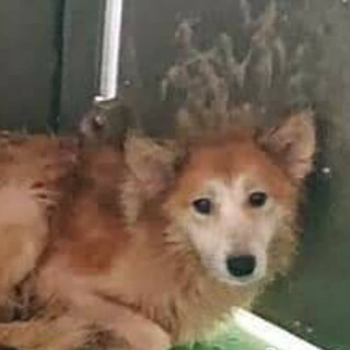 この子を助けてください。