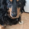 やよちゃさん