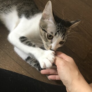 甘えん坊のメスのさばしろちゃん