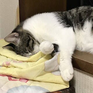 おっとり優しいサバシロちゃん