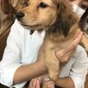 地元のペットショップでダックス見ましたがやはり次購入するときは、譲渡会に行こう！