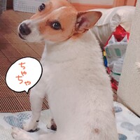 茶々