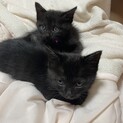 【静岡県磐田市】②黒猫ちゃん再募集