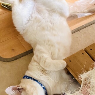 人も猫も大好き！クリーム茶トラくん