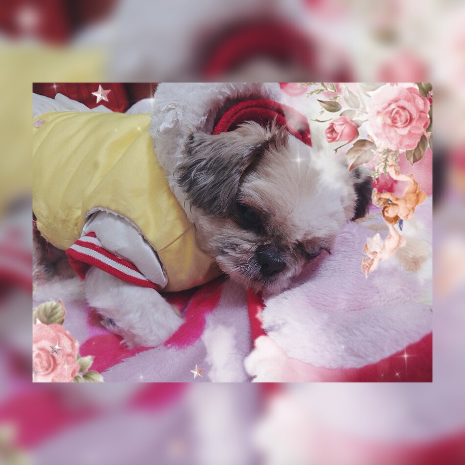 ウズラのカバー写真