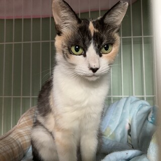 静かで控えめな三毛猫さん♡