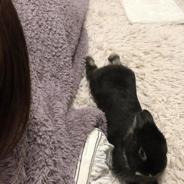 寝相真似っこうさぎ