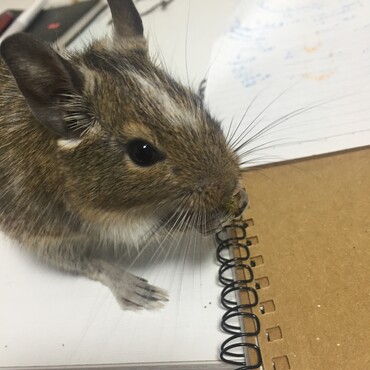 先代です