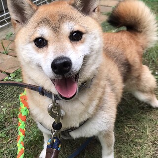 柴犬♀ことは 推定8歳