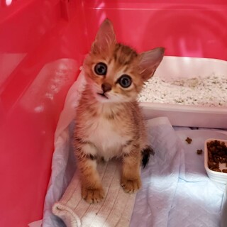 可愛いうずらくんは捨て猫ちゃんでした