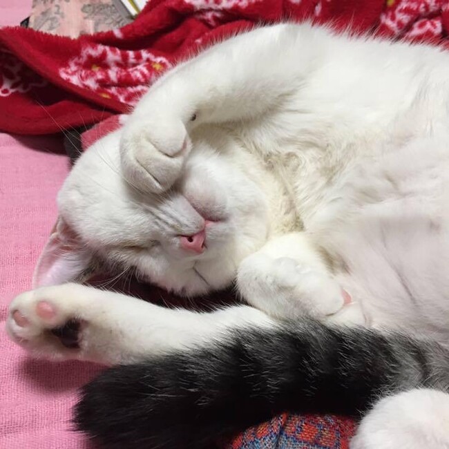 ネルチビサクミーのカバー写真