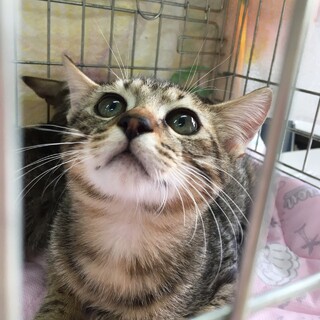 トム君【募集一時停止】