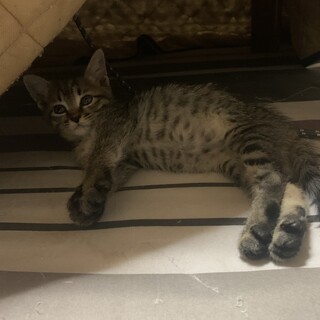 ベタ慣れキジトラ女子♡