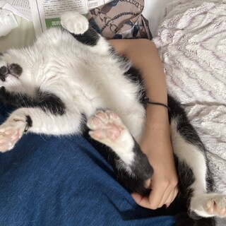 黒白　ハチワレ　甘えん坊のちょびすけ　おす