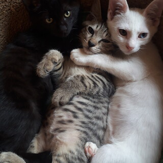 黒・キジ・白！やんちゃ坊主トリオ