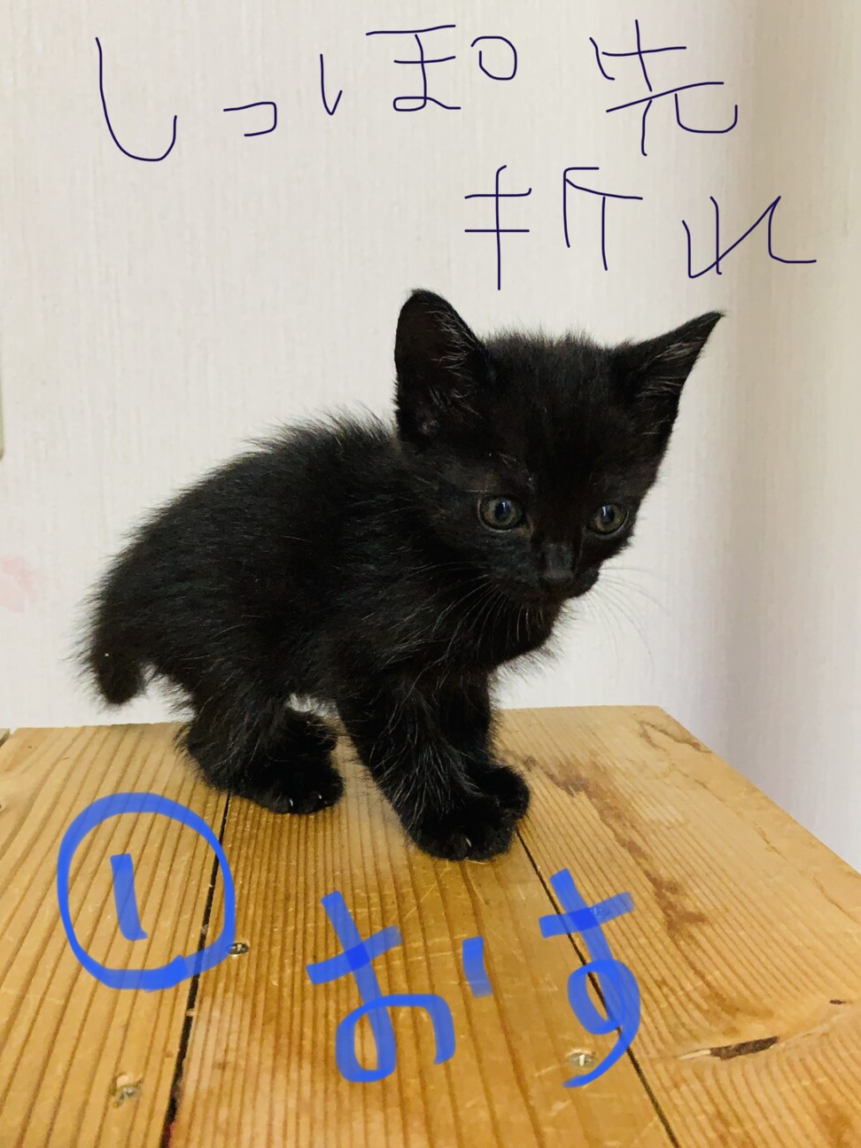 5匹の子猫の里親募集 長野県 猫の里親募集 ペットのおうち 月間利用者150万人