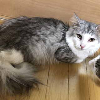 ノルジャンの男の子　懐く子ではありません。