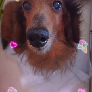 この子の里親になってくれる方を探しています。